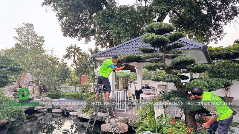 Phong thủy sân vườn: Hướng đặt hồ cá và hòn non bộ hút vượng khí